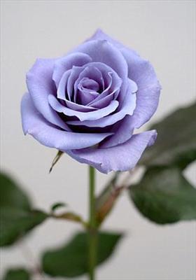 Blue Rose