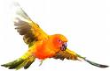 Parrot