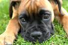 Puppy 10