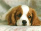 Puppy 5