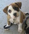 Puppy 17