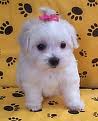 Puppy 7
