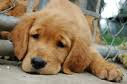 Puppy 18