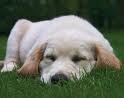 Puppy 3