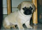 Puppy 16