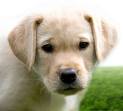 Puppy 13