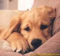 Puppy 6