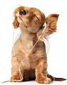 Puppy 14