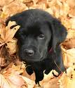 Puppy 19