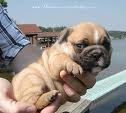 Puppy 1
