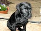 Puppy 11