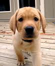 Puppy 8