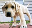 Puppy 20