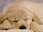 Puppy 12