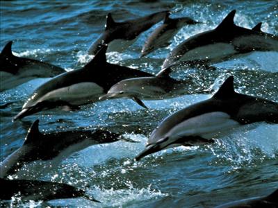 send dolphins