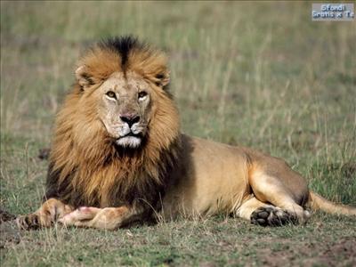 send lion