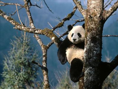 send panda