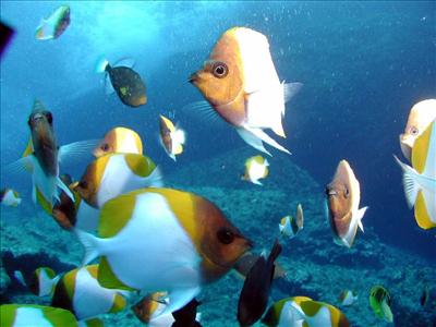 send fishes