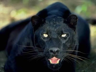 send puma