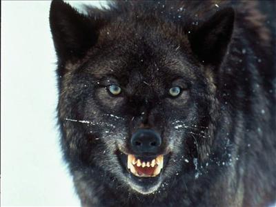 send wolf