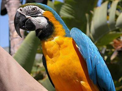 send bird