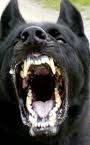 Attack Dog