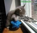 Duisguised sniper