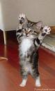 Meow!