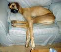 Perro cansado