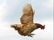 Gallina voladora