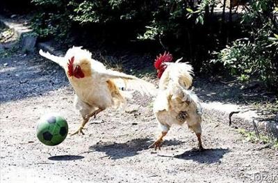 Dos gallos futbolistas