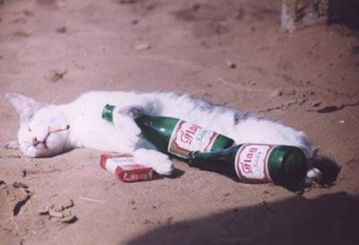 Gato borracho