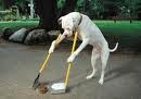 Perro barrendero