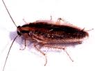 Cucaracha