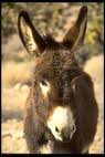 Burro