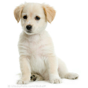 A doggy