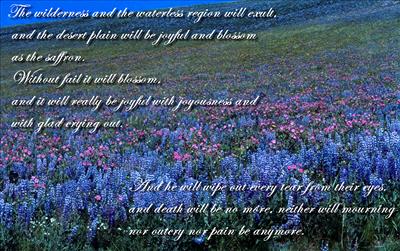 Deserts will Blossom as the Rose