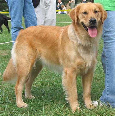 Köpek