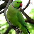 Parrot 19