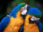 Parrot 4