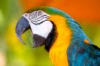 Parrot 12