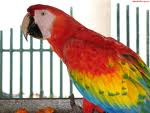 Parrot 14