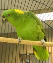 Parrot 6