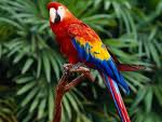Parrot 5