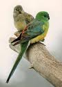 Parrot 8