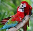Parrot 1