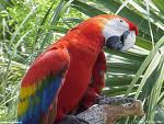 Parrot 11