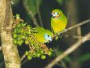 Parrot 16