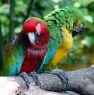 Parrot 10