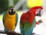 Parrot 13